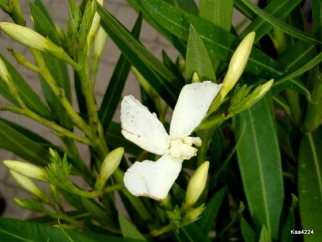 Oleander Nerium-''Soeur Angus''.