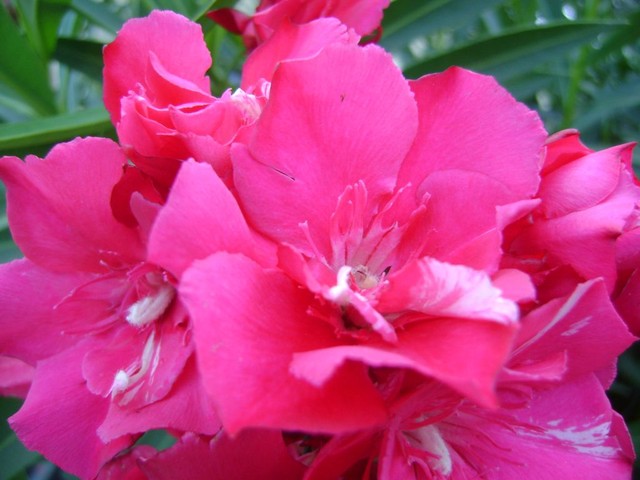 oleander