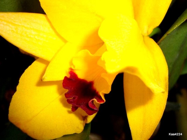 Orchidea Catleya.