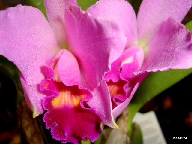 Orchidea Catleya.