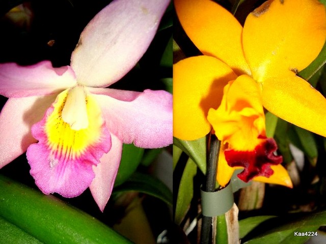 Orchidee Catleya w kolażu.