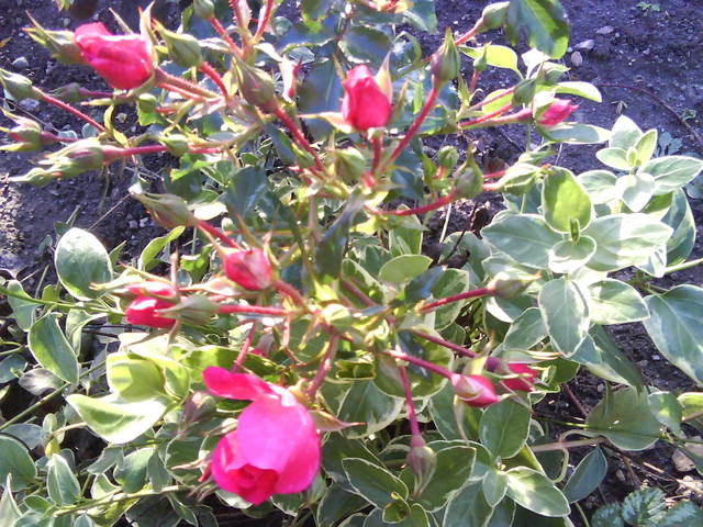 pąki róż (październik)