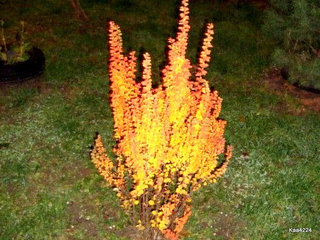 Płonący krzew-fotka nocna.