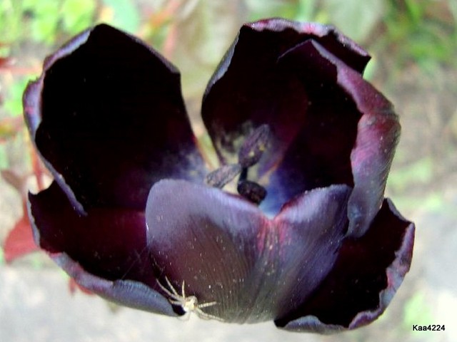 Tulipan czarny z......lokatorem.