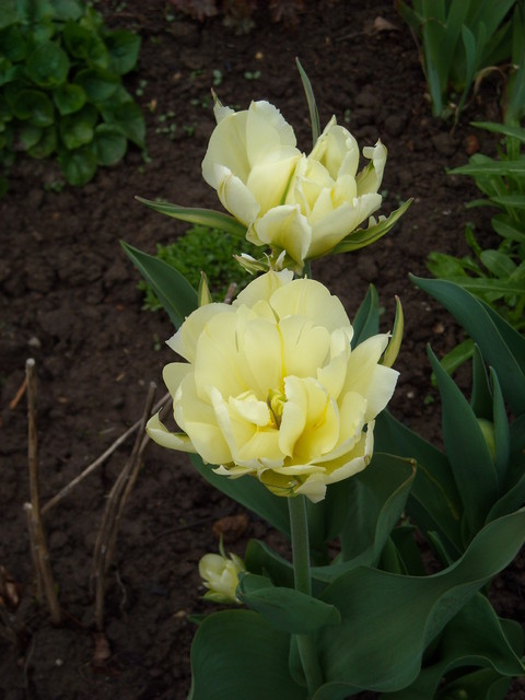 tulipany pełne