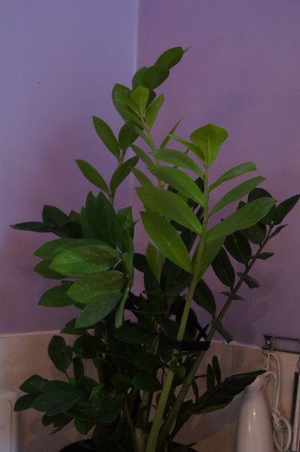 Zamioculcas zamiifolia (2)