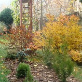 A w ogrodzie całkiem jesiennie...