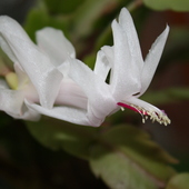 białe kwiatki grudnika