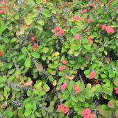 Cierniowa korona./Euphorbia milii, wilczomlecz lśniący,/Z ogrodu koleżanki.
