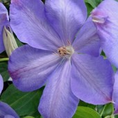 Clematis-''Mrs Cha