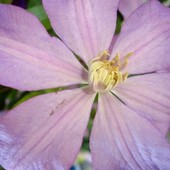 Clematis delikatnie różowo fioletowy.