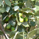  Dąb olcholistny (Quercus alnifolia).-Cypr ./2008/