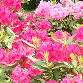 Dwa kolory rododendronów.