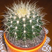 Echinocactus grussoni