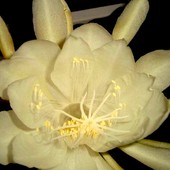 Epiphyllum Oxypethallum-jej kwiat zawsze długo oczekiwany i piękny./K J N/