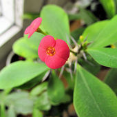 Euphorbia milli (Wilczomlecz lśniący)