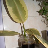 Ficus elastica variegata -odsadka (09'2011)
