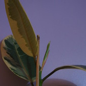 Ficus elastica variegata -odsadka (11'2011)