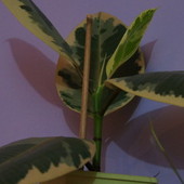 Ficus elastica variegata 15-11-2011