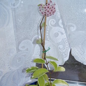 Hoya carnosa variegata z kwiatem