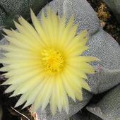 Kaktus -  Astrophytu