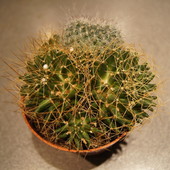 Kaktus: Mammillaria decipiens camptotricha