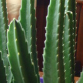 Kaktus Afrykański.