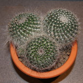 Kaktus: Mammillaria 
