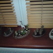 kaktusowaty parapeciak