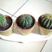 Kaktusy Zestaw II