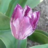 kolejny tulipan