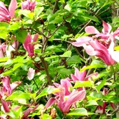 Krzew magnolii-''Nigra''.