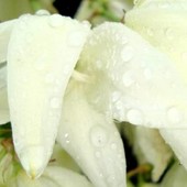 Kwiat Yuki Po Deszcz