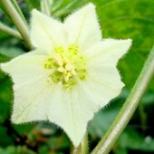 Kwiatek tzw''wiśni peruwiańskiej''.