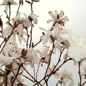 Kwiaty magnolii stellata-''Rosca''.