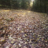 Leśny jesienny dywan ;)