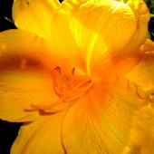 Moje ulubione lilie złote prześwietlone słoneczkiem.