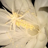 Na Dobranoc mili-Epiphyllum Oxypelatum/Królowa Jednej Nocy/.