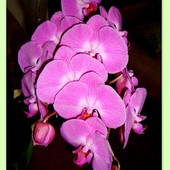 Nasza Orchidea/Phane