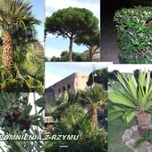  Niektóre  rośliny z pobytu w Rzymie/2009r/.