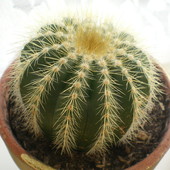Notocactus Warasii
