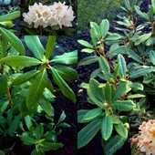 Rododendron-nowy nabytek 2 szt.;)