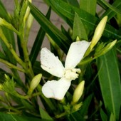 Oleander Nerium-''Soeur Angus''.