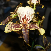 Orchidea Cambria