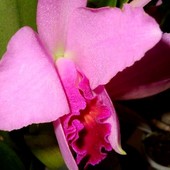 Orchidea Catleya.Poz