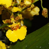 Orchidea Motylnik Oncidium (1)