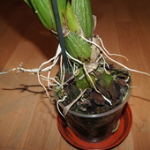 Orchidea Motylnik Oncidium (2)