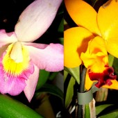 Orchidee Catleya W K