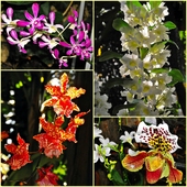 Orchidee różne są :-)