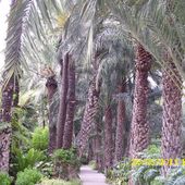 palmowy park